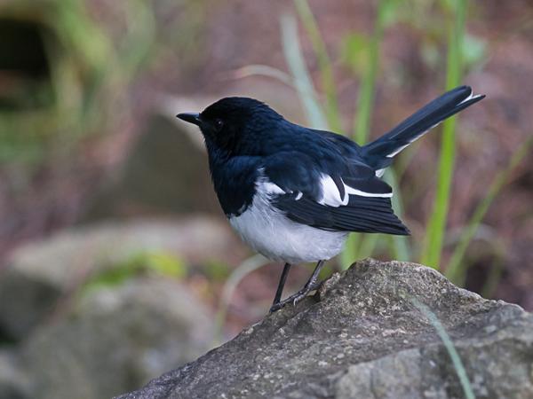 <h3><a href="/trips/srilanka/biota/animalia/chordata/aves/040 passeriformes/108 muscicapidae/copsychus saularis/copsychus saularis-nl.html">Copsychus&nbsp;saularis</a> / Oriental&nbsp;magpie‑robin / Dayallijster</h3>NIKON D500 met AF-S Nikkor 300mm f/2.8G IF-ED VR II, 1/100 sec  bij F2.8, ISO 2000, afstand 5.96&nbsp;m